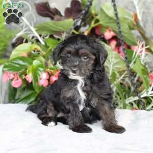 Riley, Yorkie Poo Puppy